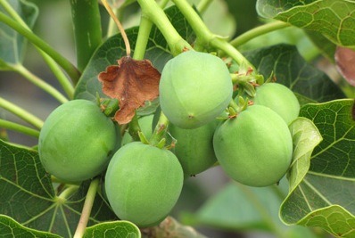 jatropha