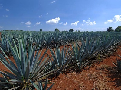 AGAVE