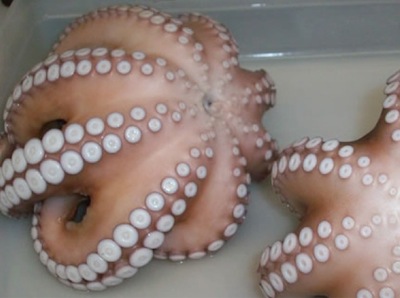 PULPO