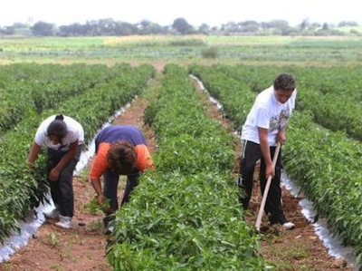 CONFLICTO AGRARIO 