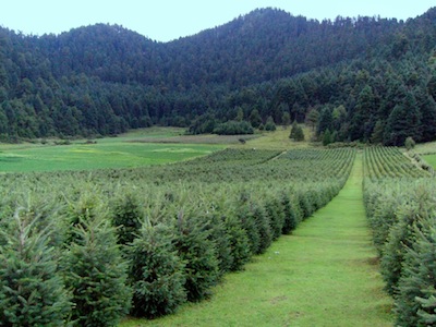 INDUSTRIA FORESTAL 