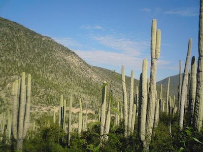 RESERVA BIOSFERA