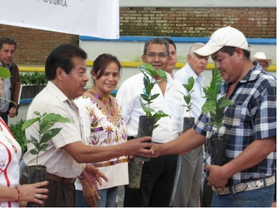 mejora de café