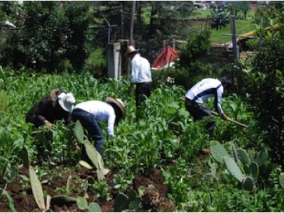 agricultura familiar 