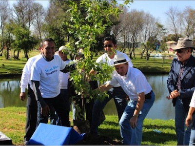 REFORESTACIÓN AMEYAL