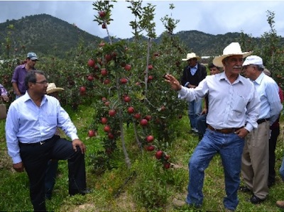 MANZANA ZACATLÁN