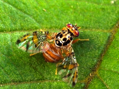 MOSCA DEL MEDITERRÁNEO 