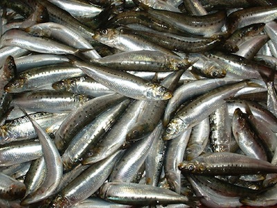 SARDINAS