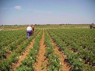 AGRICULTURA