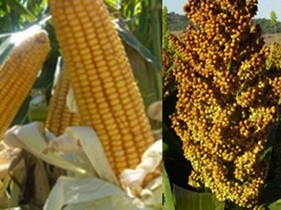 maíz y sorgo 