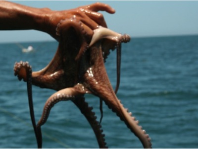 PULPO