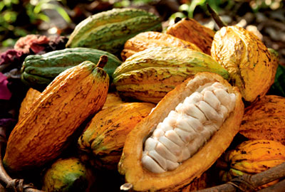 cacao