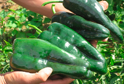 chiles-poblanos