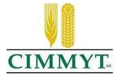 cimmyt