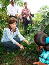 cuetzalan-cafe-organico