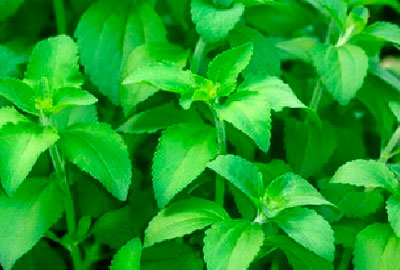 cultivo-stevia