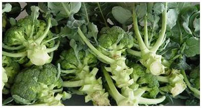 exportacion-brocoli