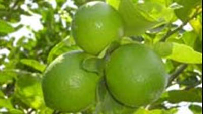 exportacion-limones