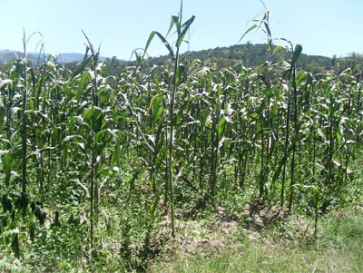 heladas-tehuacan