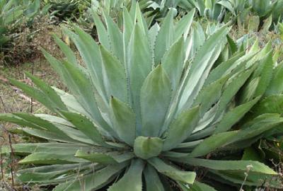 maguey