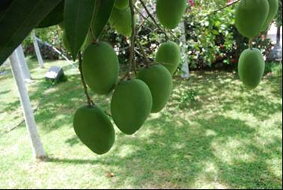 mangos