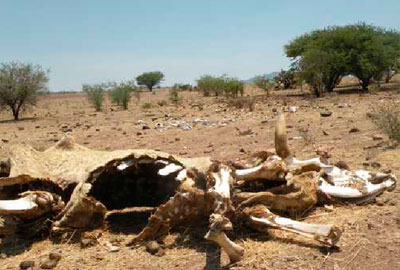 mueren-cabezas-ganado