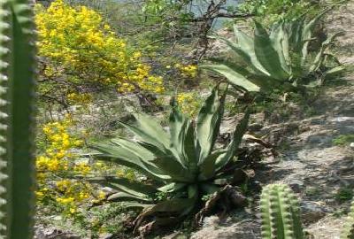 premio-forestal