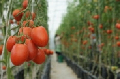 produccion-tomate