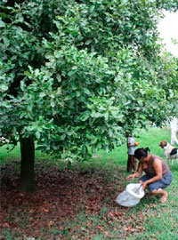 recoleccion-nueces-macadamia