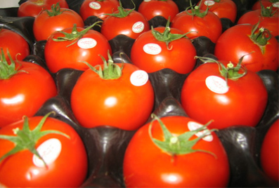 tomates