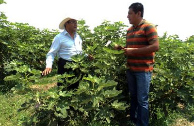 transferencia-tecnologica-agraria