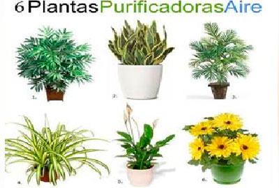 plantas-purificadoras