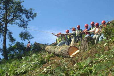 segundo-foro-forestal