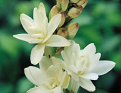 Tuberosa