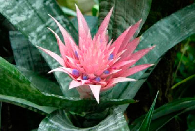 bromelias