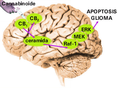 canaboides