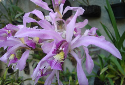 cultivar-orquideas