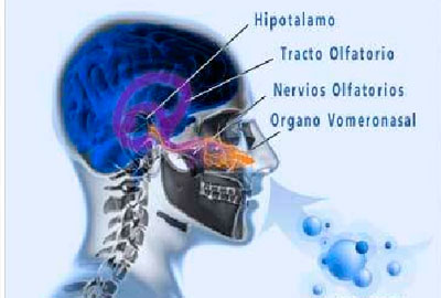 ferohormonas