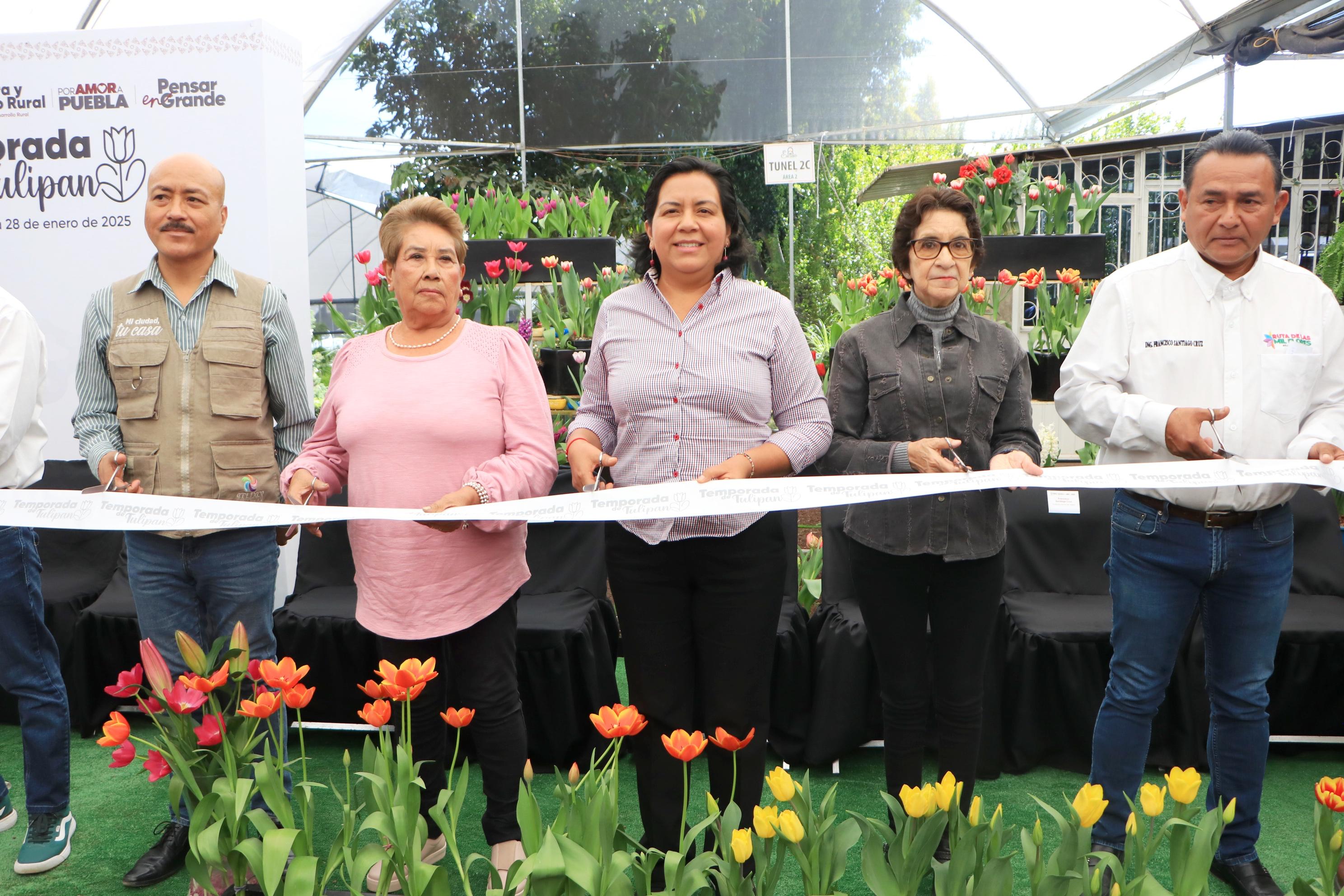 INICIA LA TEMPORADA DE TULIPÁN HOLANDÉS EN PUEBLA