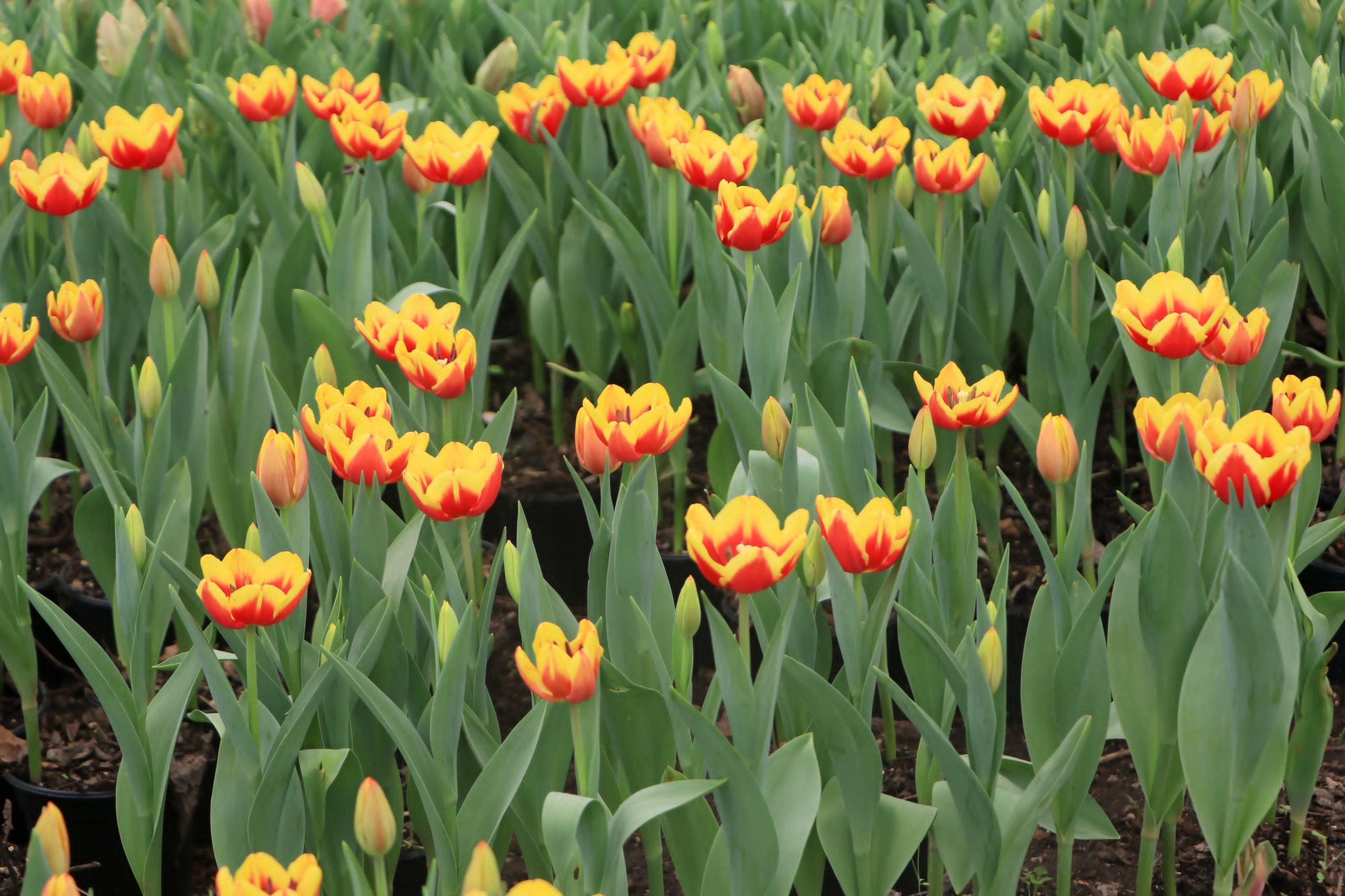 BESA EL ALMA DE LA PERSON AMADA, REGÁLALE UN TULIPÁN EL PRÓXIMO 14 DE FEBRERO