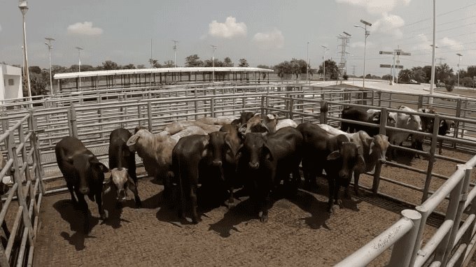 ACTIVA AGRICULTURA CAMPAÑA DE DIFUSIÓN PARA CONCIENTIZAR A LA POBLACIÓN SOBRE EL GUSANO BARRENADOR DEL GANADO Con el propósito de evitar que las personas que ingresan a México por la frontera sur traigan animales con heridas que pudieran ser portadoras de