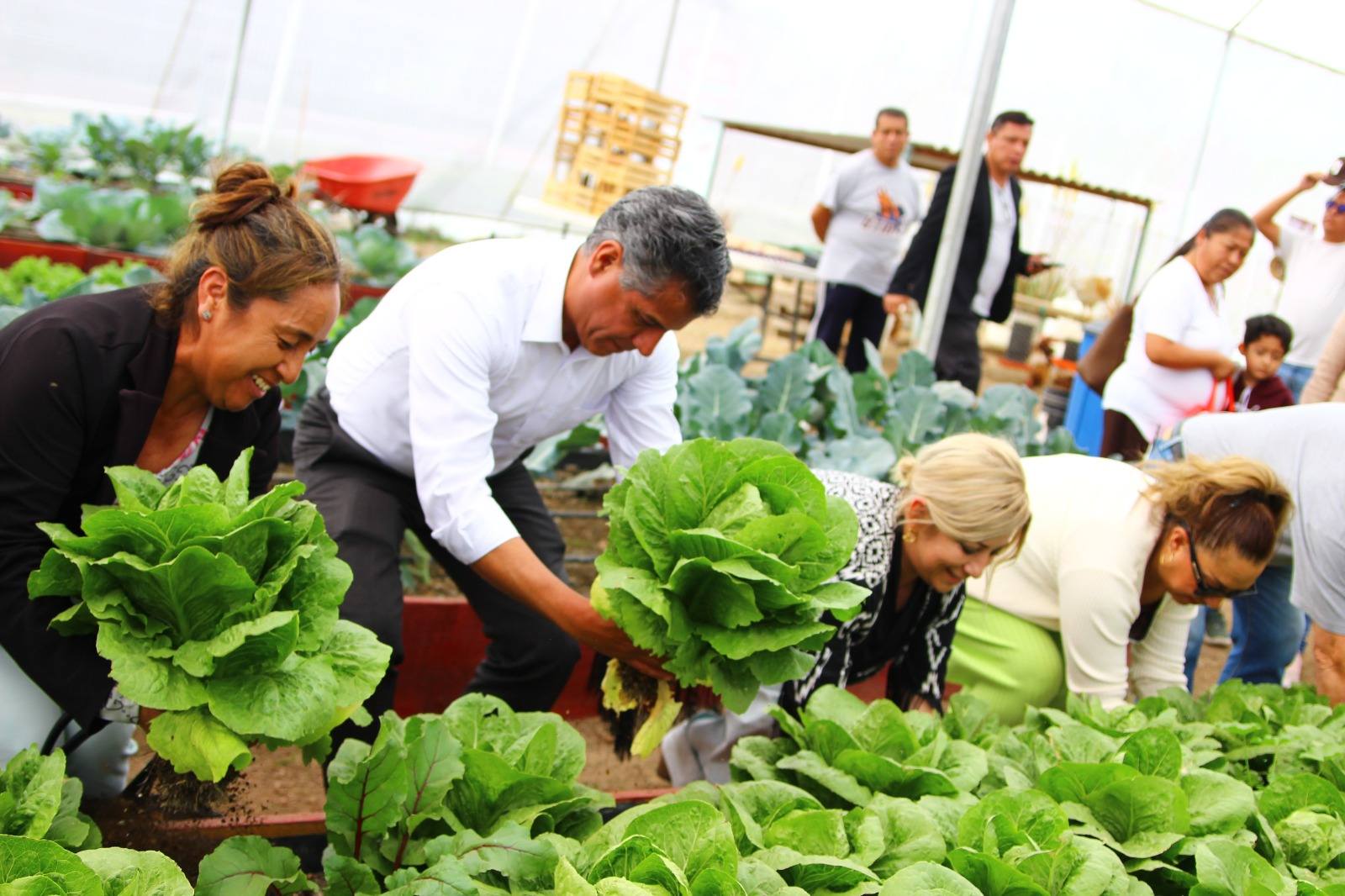 Dona Secretaría de Bienestar municipal lechugas cultivadas en huerto urbano rehabilitado