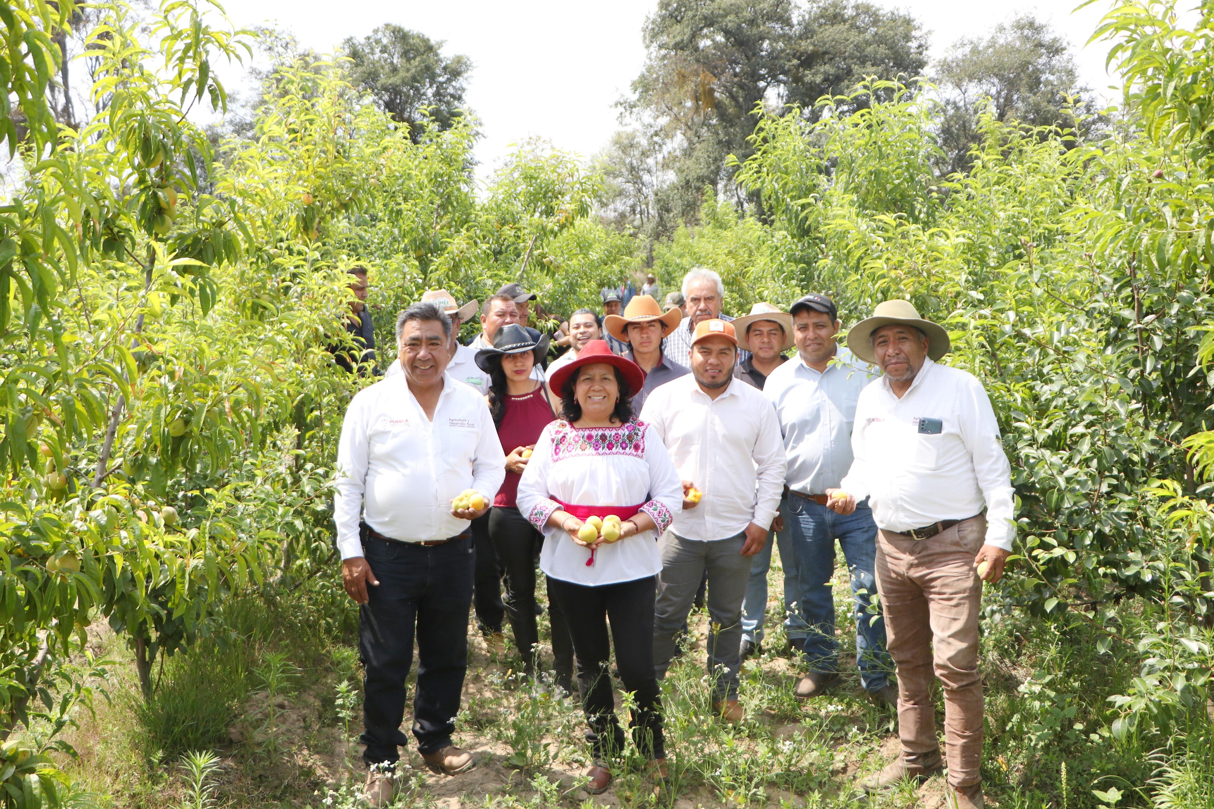 SADR RECORRE PARCELAS FRUTÍCOLAS EN LA ZONA DEL IZTA-POPO
